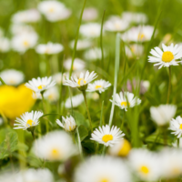 Bloxham Spring Bulbs 29th Nov